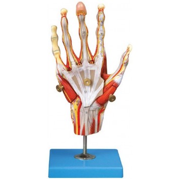 MUSCLES OF HAND WITH MAIN VESSELS & NERVES (SOFT)